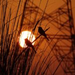 Power out? See where fellow Texans have lost electricity right now pexels-photo-29335484.jpg